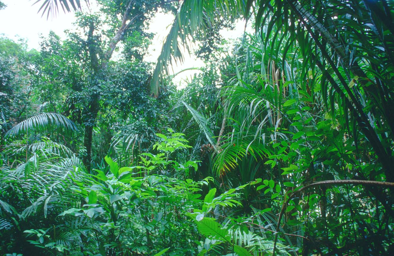 Tropicalrainforest1.jpg